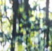 SW_Wald02_2015_60x70.jpg