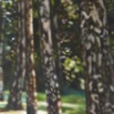 SW_Birken1_2001_100x50