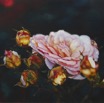 SW_Knospenrose_1999_68x117